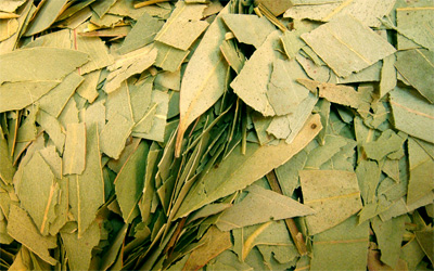 Eucalipto en hojas cortadas